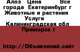 Алоэ › Цена ­ 150 - Все города, Екатеринбург г. Животные и растения » Услуги   . Калининградская обл.,Приморск г.